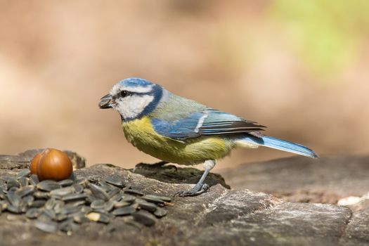 The photo shows tit on a branch