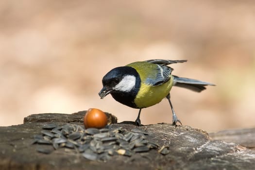 The photo shows tit on a branch