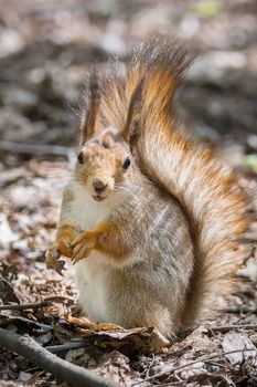 the photograph shows a squirrel on a tree