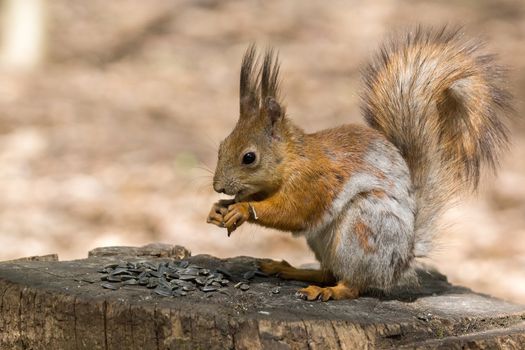 the photograph shows a squirrel on a tree