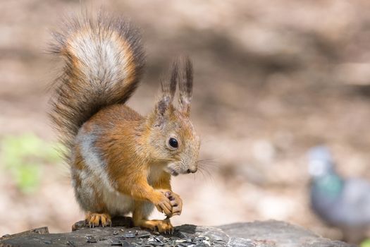 the photograph shows a squirrel on a tree