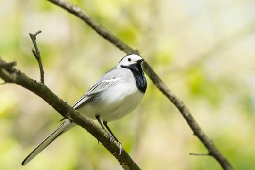 The picture shows a wagtail on the grass