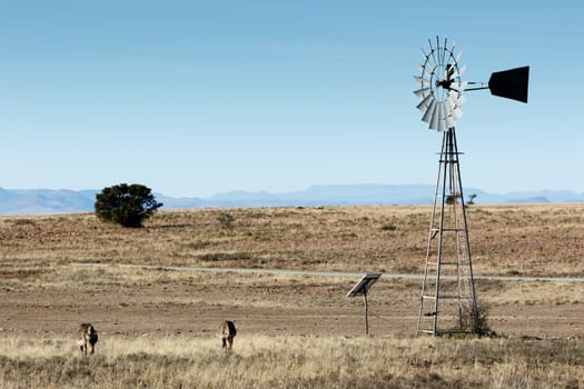 Mountain Zebras grazing in the field close to the windmill.