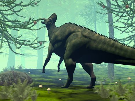 Corythosaurus dinosaur eating in a forest of araucaria trees - 3D render