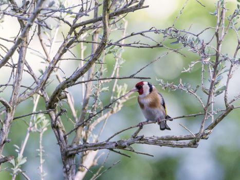 European goldfinch, carduelis carduelis, among branches in green background
