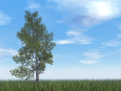 Paper birch tree by day - 3D render