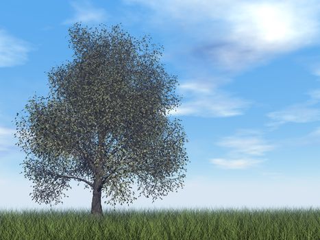 American beech tree by day - 3D render