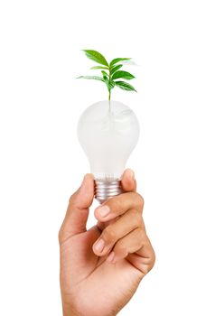 Isolated of woman hand holding LED bulb on white background, Saved clipping path.