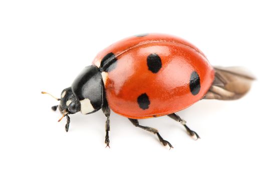 ladybug isolated on white background