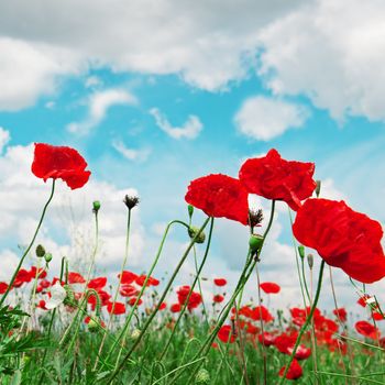 scarlet poppies on a background of the cloudy sky