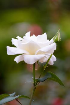 White rose in the garden of a hotel in Crete