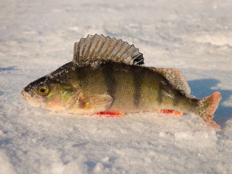 Perch on ice caught in the winter on a fishing tackle on the top Volga in Russia