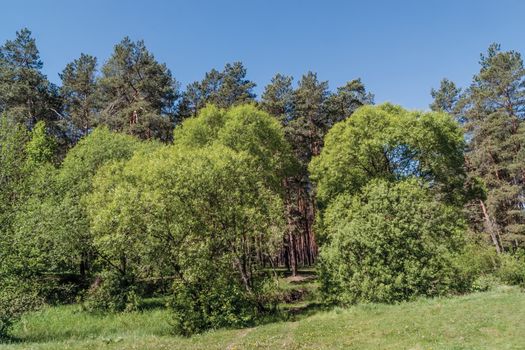 Deciduous and coniferous trees on blue sky background in spring