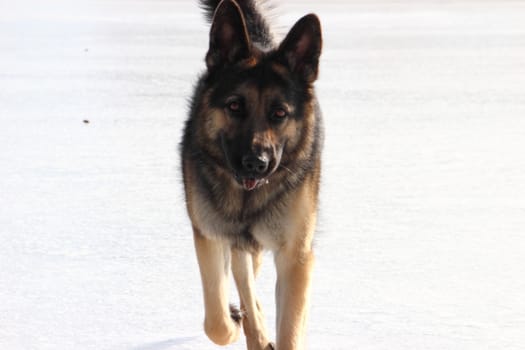 beautiful young Alsatian dog on the frozen lake