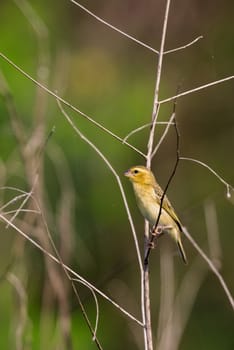 Image of golden weaver bird(Female) on the branch on nature background. Wild Animals.