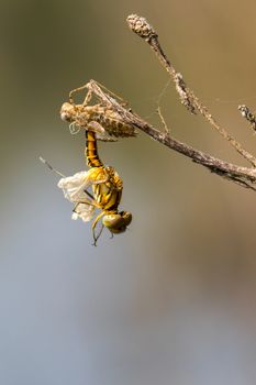 Image of Dragonfly larva dried on nature background. Wild Animals.