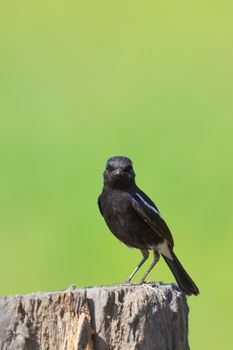 Image of bird black on nature background. Pied Bushchat ( Saxicola caprata )