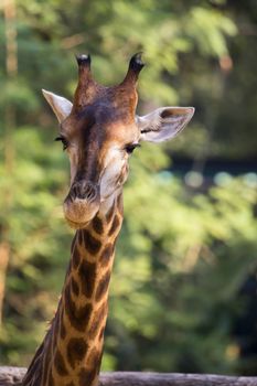 Image of a giraffe head on nature background. Wild Animals.