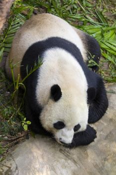 Image of a panda on nature background. Wild Animals. 