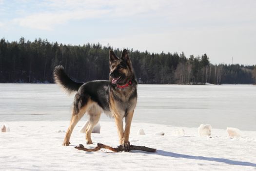 beautiful young Alsatian dog on the frozen lake