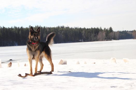 beautiful young Alsatian dog on the frozen lake