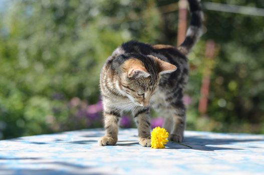 Portrait of leopard print cat in a  nature