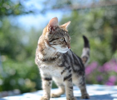 Portrait of leopard print cat in a  nature