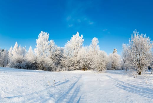 beautiful winter forest on a sunny day