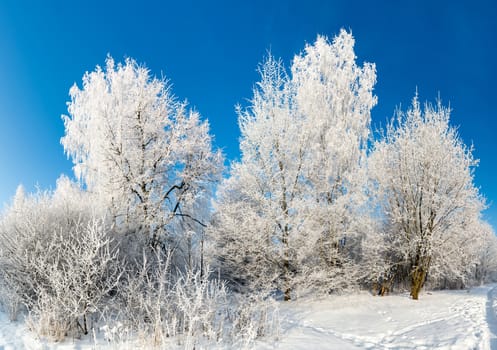 beautiful winter forest on a sunny day