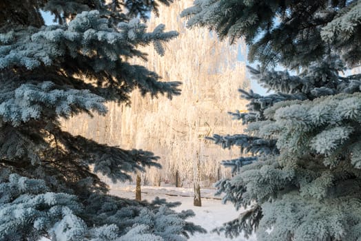 beautiful winter forest on a sunny day