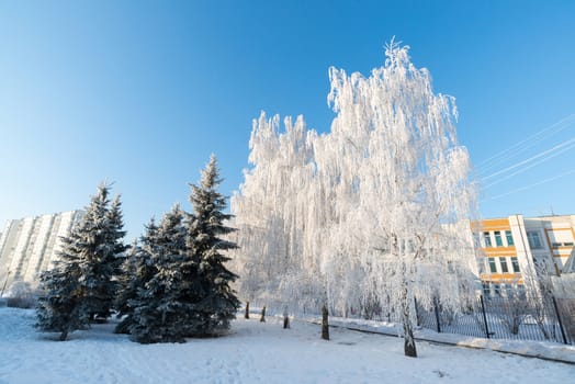 Snow-covered trees in the city of a  Moscow, Russia