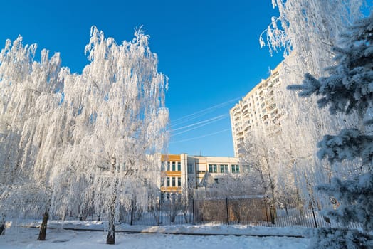 Snow-covered trees in the city of a  Moscow, Russia