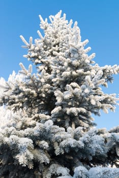 beautiful winter forest on a sunny day