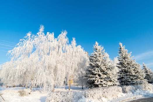 beautiful winter forest on a sunny day