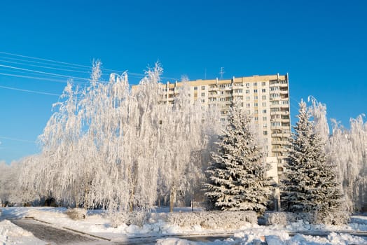 Snow-covered trees in the city of a  Moscow, Russia