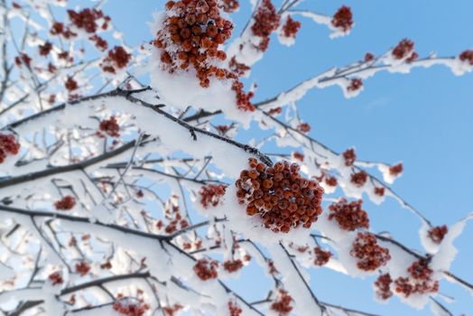 snow-bound rowan branches with bunches of a red berry