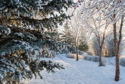 beautiful winter forest on a sunny day