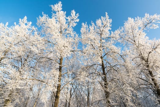 beautiful winter forest on a sunny day