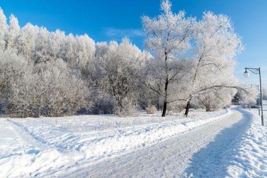 Snow-covered trees in the city of a  Moscow, Russia