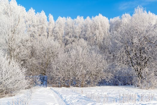 beautiful winter forest on a sunny day