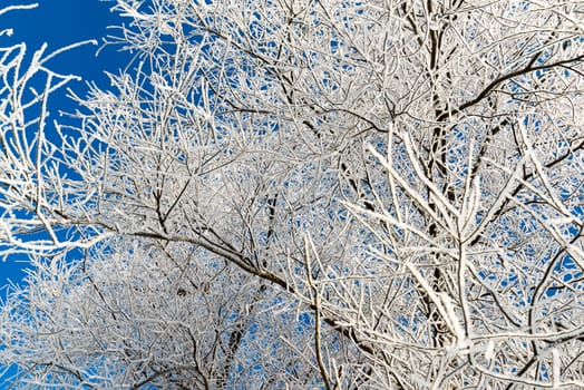 beautiful winter forest on a sunny day