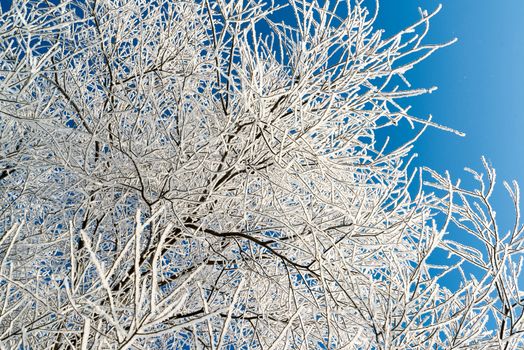 beautiful winter forest on a sunny day