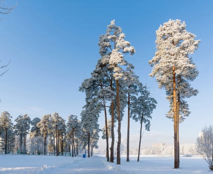 beautiful winter forest on a sunny day