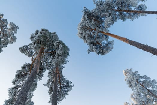 beautiful winter forest on a sunny day