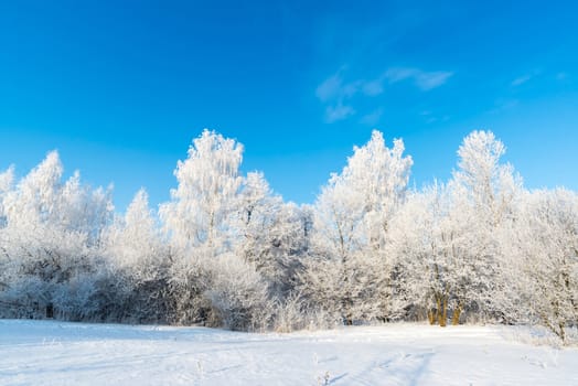 beautiful winter forest on a sunny day