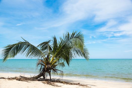 coconut trees on a tropical beach with bright weather