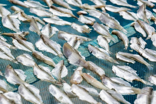 fish processing by drying allows for long-term storage