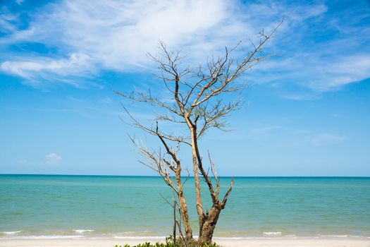 beauty tree on the beach of tropical sea