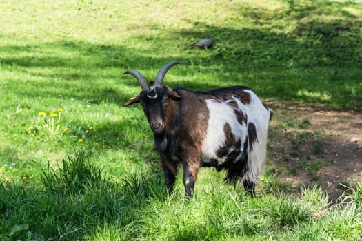 Brown goat on a meadow at pasture.