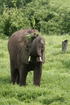 Wild Elephant (Elephantidae) in African Botswana savannah